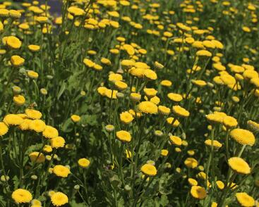 Řimbaba obecná 'Vegmo Sunny Ball Gold'