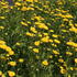 kopretina-rimbaba-parthenium-vegmo-sunny-ball-gold.jpg