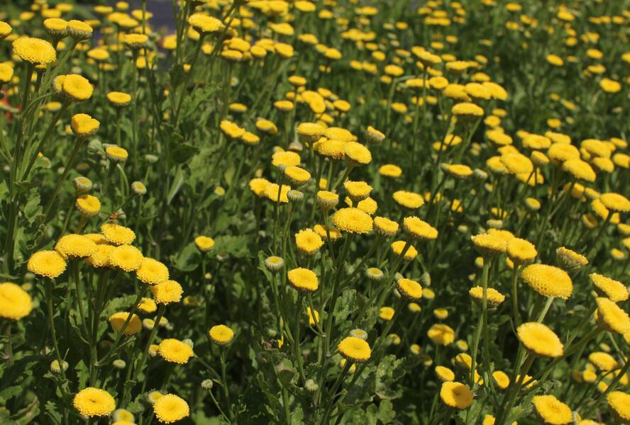 Řimbaba obecná 'Vegmo Sunny Ball Gold' - Chrysanthemum parthenium 'Vegmo Sunny Ball Gold'