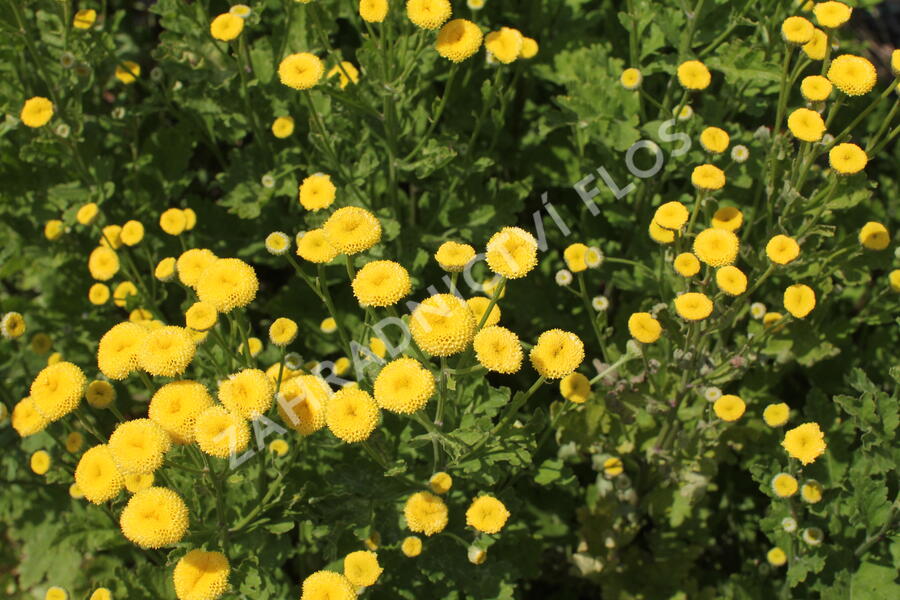 Kopretina (Řimbaba) parthenium 'Vegmo Sunny Ball Gold' - Chrysanthemum parthenium 'Vegmo Sunny Ball Gold'