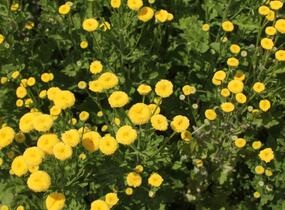 Řimbaba obecná 'Vegmo Sunny Ball Gold' - Chrysanthemum parthenium 'Vegmo Sunny Ball Gold'