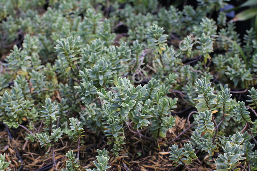 Hebe tučnolisté 'Sutherlandii' - Hebe pinguifolia 'Sutherlandii'