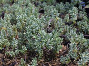 Hebe tučnolisté 'Sutherlandii' - Hebe pinguifolia 'Sutherlandii'