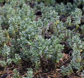 Hebe tučnolisté 'Sutherlandii' - Hebe pinguifolia 'Sutherlandii'