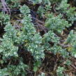 Hebe tučnolisté 'Sutherlandii' - Hebe pinguifolia 'Sutherlandii'
