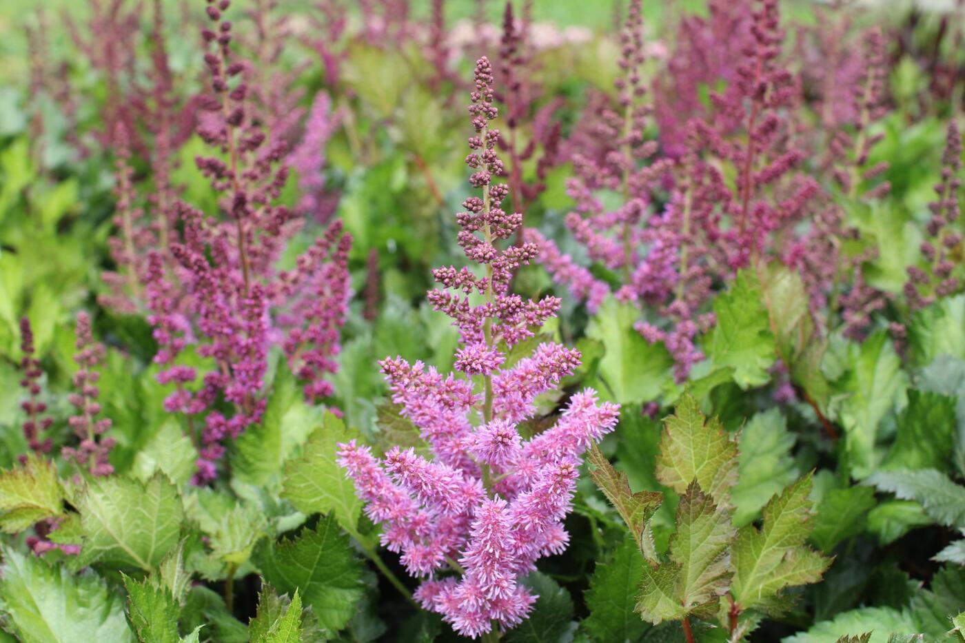 Astilbe chinensis 'Visions in Red'