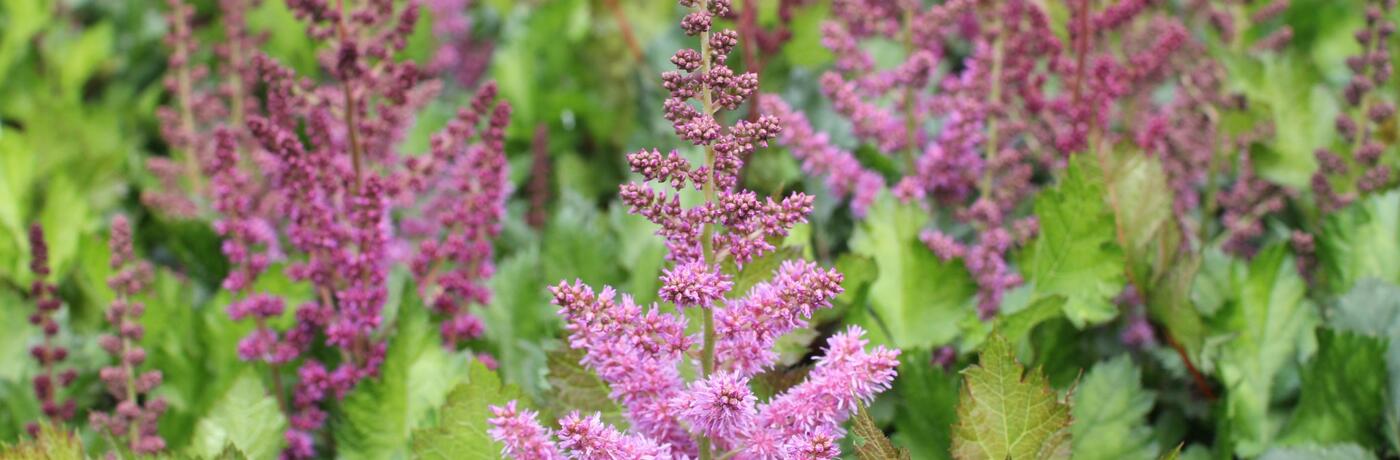 Astilbe chinensis 'Visions in Red'