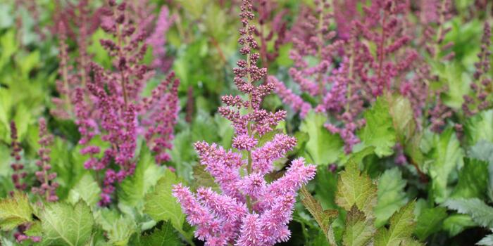 Astilbe chinensis ''Visions in Red''