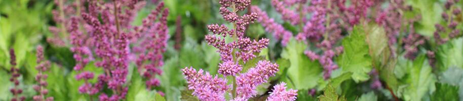 Astilbe chinensis 'Visions in Red'