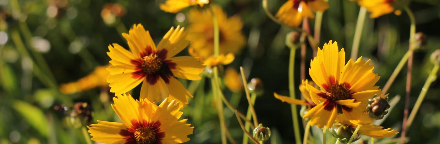 Coreopsis grandiflora Sonnenkind