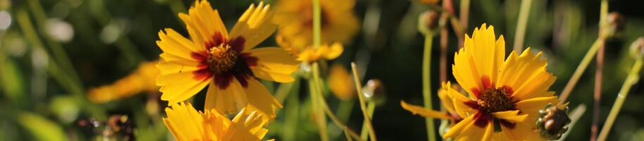 Coreopsis grandiflora Sonnenkind