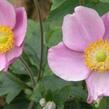 Sasanka japonská 'Richard Ahrens' - Anemone hupehensis 'Richard Ahrens'
