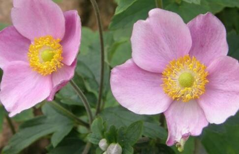 Sasanka hupejská 'Richard Ahrens' - Anemone hupehensis 'Richard Ahrens'