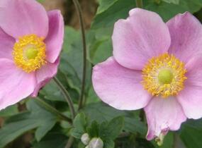 Sasanka hupejská 'Richard Ahrens' - Anemone hupehensis 'Richard Ahrens'