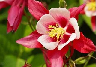 Orlíček 'Crimson Star' - Aquilegia caerulea 'Crimson Star'