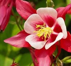 Orlíček 'Crimson Star' - Aquilegia caerulea 'Crimson Star'