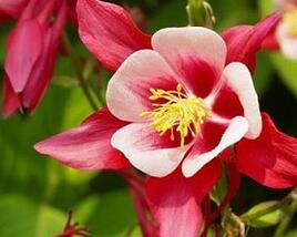 Orlíček 'Crimson Star'