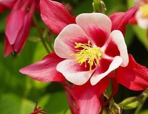 Orlíček 'Crimson Star' - Aquilegia caerulea 'Crimson Star'