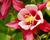 Orlíček 'Crimson Star'