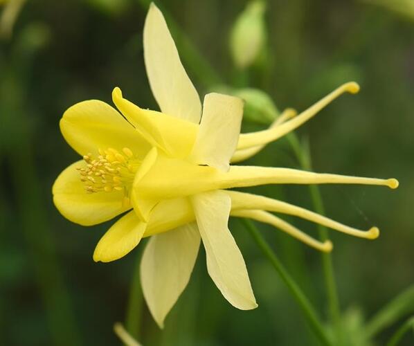 Orlíček 'Yellow Star' - Aquilegia caerulea 'Yellow Star'