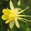 Orlíček 'Yellow Star' - Aquilegia caerulea 'Yellow Star'