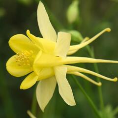 Orlíček 'Yellow Star' - Aquilegia caerulea 'Yellow Star'