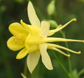 Orlíček 'Yellow Star' - Aquilegia caerulea 'Yellow Star'