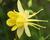 Orlíček 'Yellow Star'