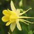 orlicek-yellow-star.jpg
