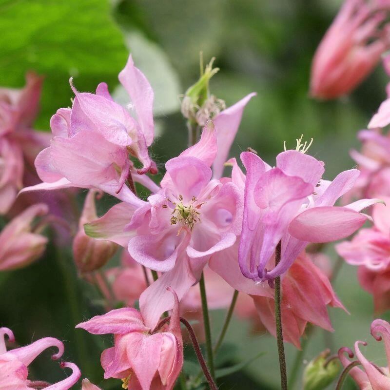 Orlíček obecný 'Heidi' - Aquilegia vulgaris 'Heidi'