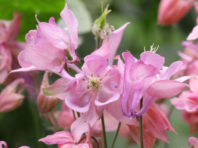 Orlíček obecný 'Heidi' - Aquilegia vulgaris 'Heidi'