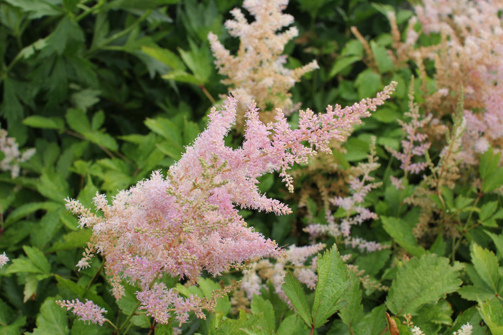 Astilbe arendsii 'Cattleya'