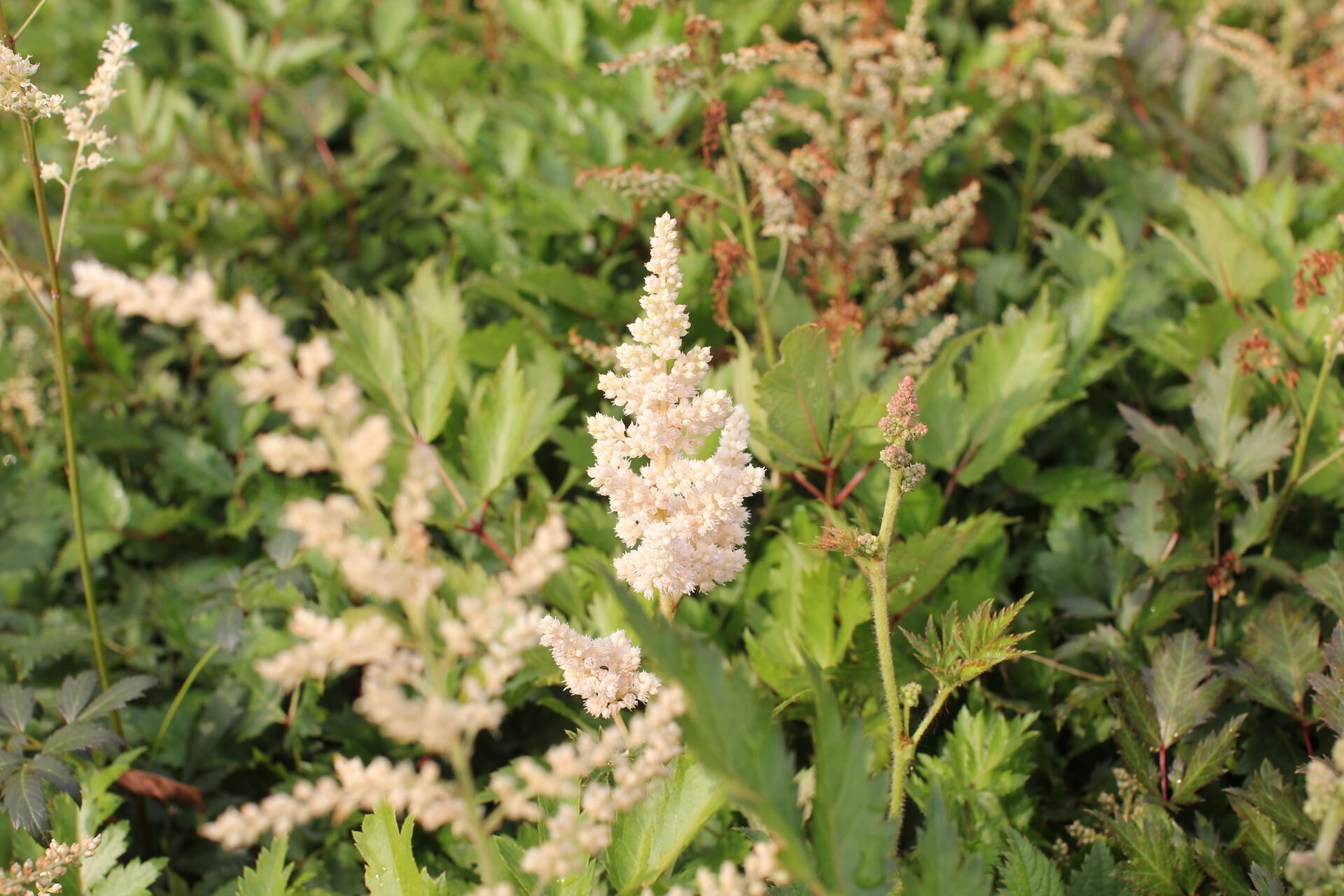 Astilbe japonica 'Irrlicht'