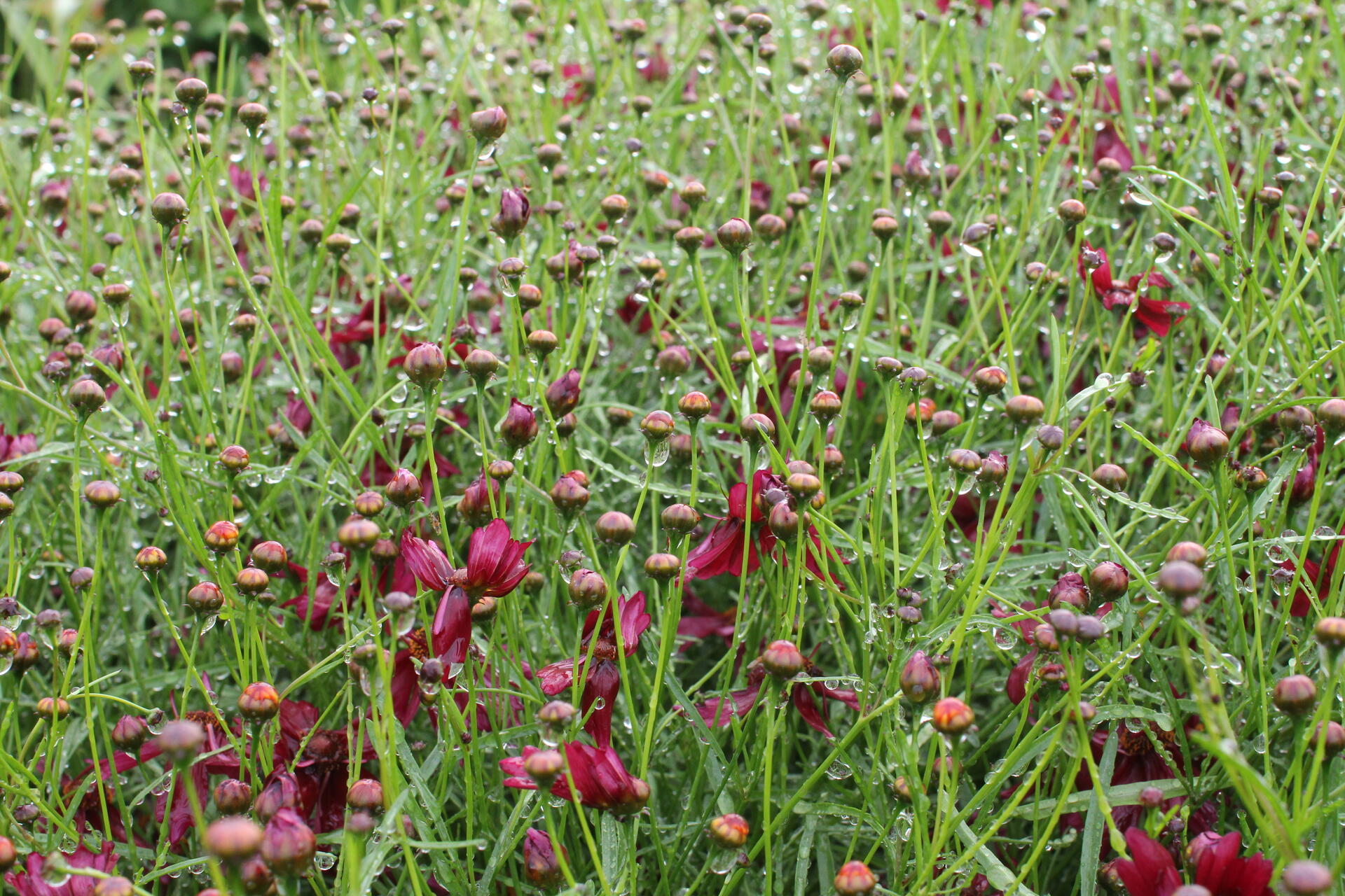 Coreopsis verticillata 'Limerock Ruby'
