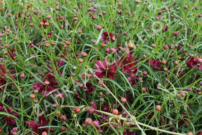 Krásnoočko přeslenité 'Limerock Ruby' - Coreopsis verticillata 'Limerock Ruby'