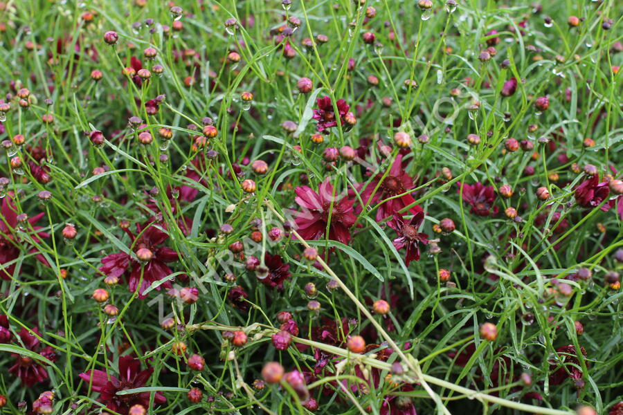 Krásnoočko přeslenité 'Limerock Ruby' - Coreopsis verticillata 'Limerock Ruby'