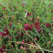 Krásnoočko přeslenité 'Limerock Ruby' - Coreopsis verticillata 'Limerock Ruby'