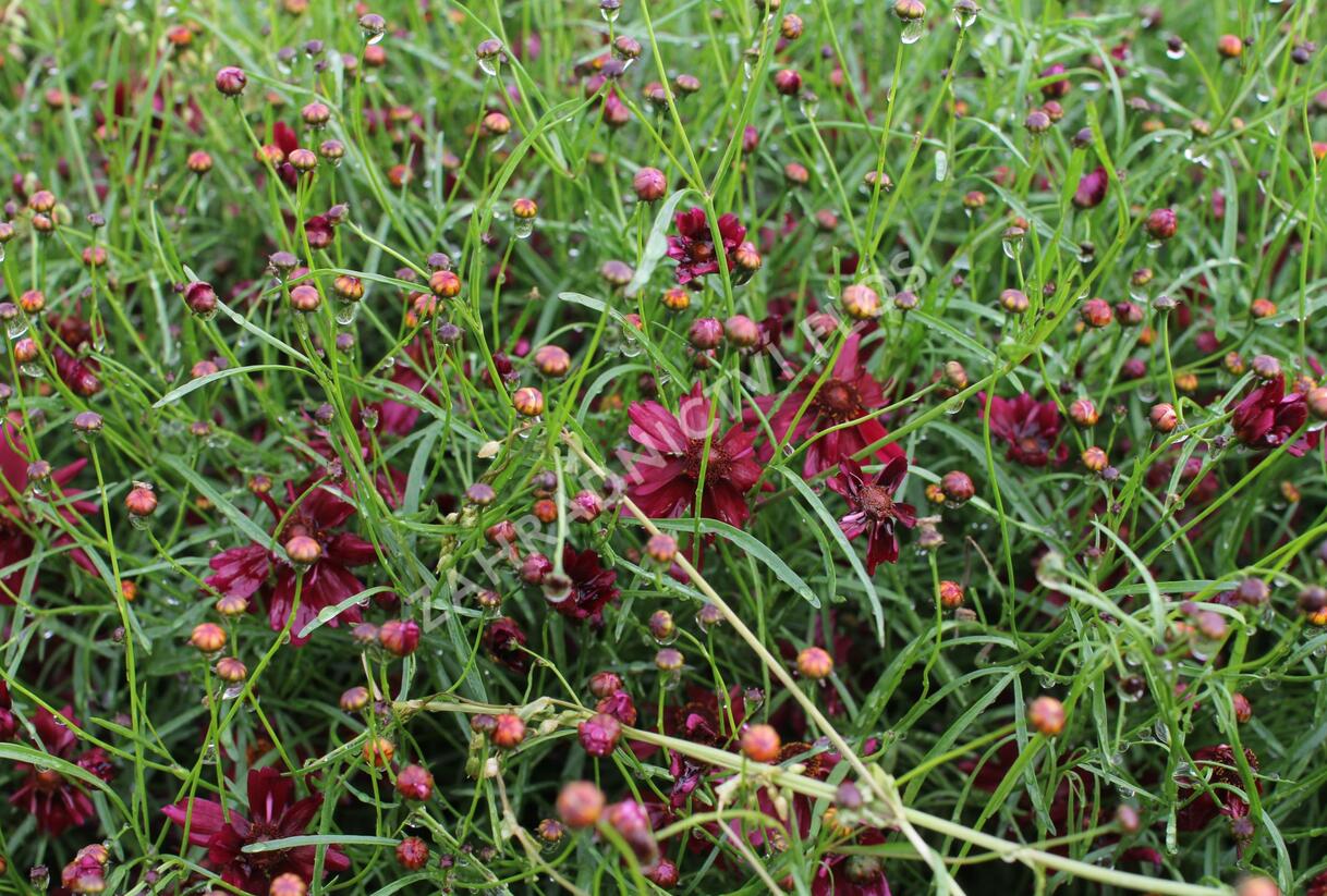Krásnoočko přeslenité 'Limerock Ruby' - Coreopsis verticillata 'Limerock Ruby'