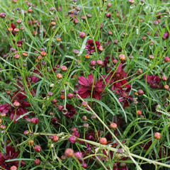 Krásnoočko přeslenité 'Limerock Ruby' - Coreopsis verticillata 'Limerock Ruby'