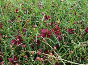 Krásnoočko přeslenité 'Limerock Ruby' - Coreopsis verticillata 'Limerock Ruby'