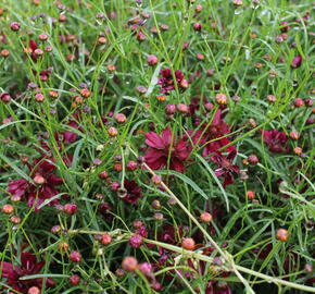 Krásnoočko přeslenité 'Limerock Ruby' - Coreopsis verticillata 'Limerock Ruby'