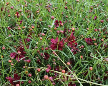 Krásnoočko přeslenité 'Limerock Ruby'