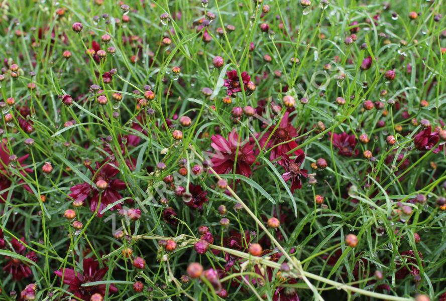 Krásnoočko přeslenité 'Limerock Ruby' - Coreopsis verticillata 'Limerock Ruby'