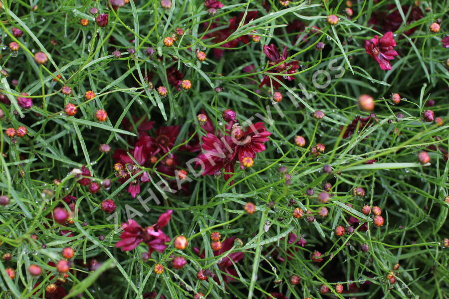 Krásnoočko přeslenité 'Limerock Ruby' - Coreopsis verticillata 'Limerock Ruby'