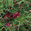 Krásnoočko přeslenité 'Limerock Ruby' - Coreopsis verticillata 'Limerock Ruby'