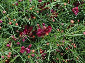 Krásnoočko přeslenité 'Limerock Ruby' - Coreopsis verticillata 'Limerock Ruby'