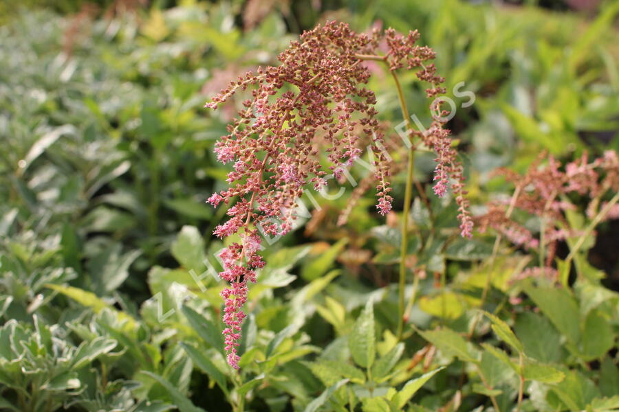 Čechrava Thunbergova 'Straussenfeder' - Astilbe thunbergii 'Straussenfeder'