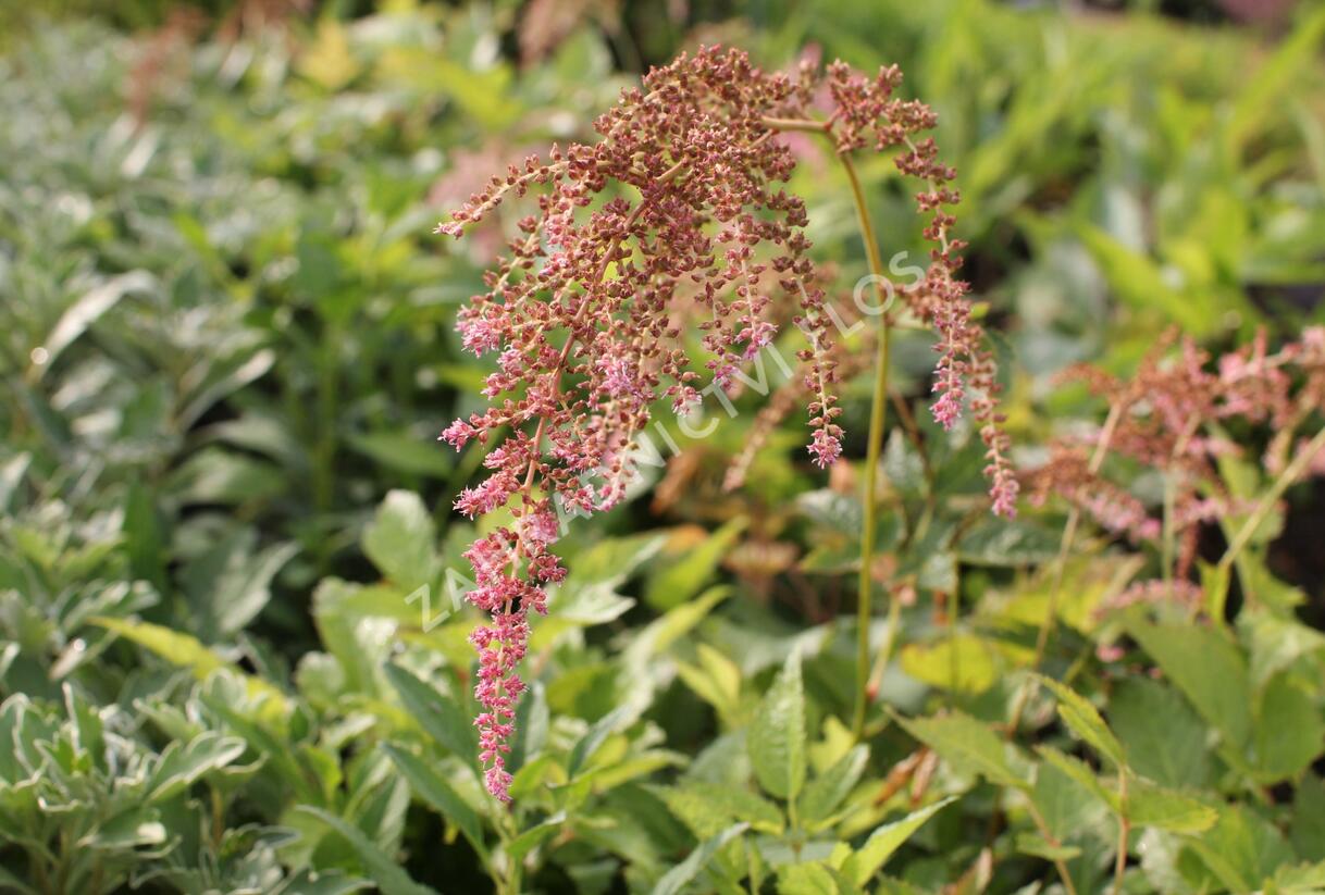 Čechrava Thunbergova 'Straussenfeder' - Astilbe thunbergii 'Straussenfeder'