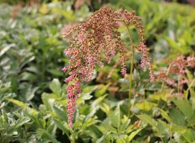 Čechrava Thunbergova 'Straussenfeder' - Astilbe thunbergii 'Straussenfeder'
