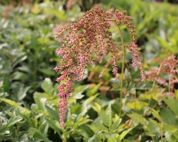 Čechrava Thunbergova 'Straussenfeder'